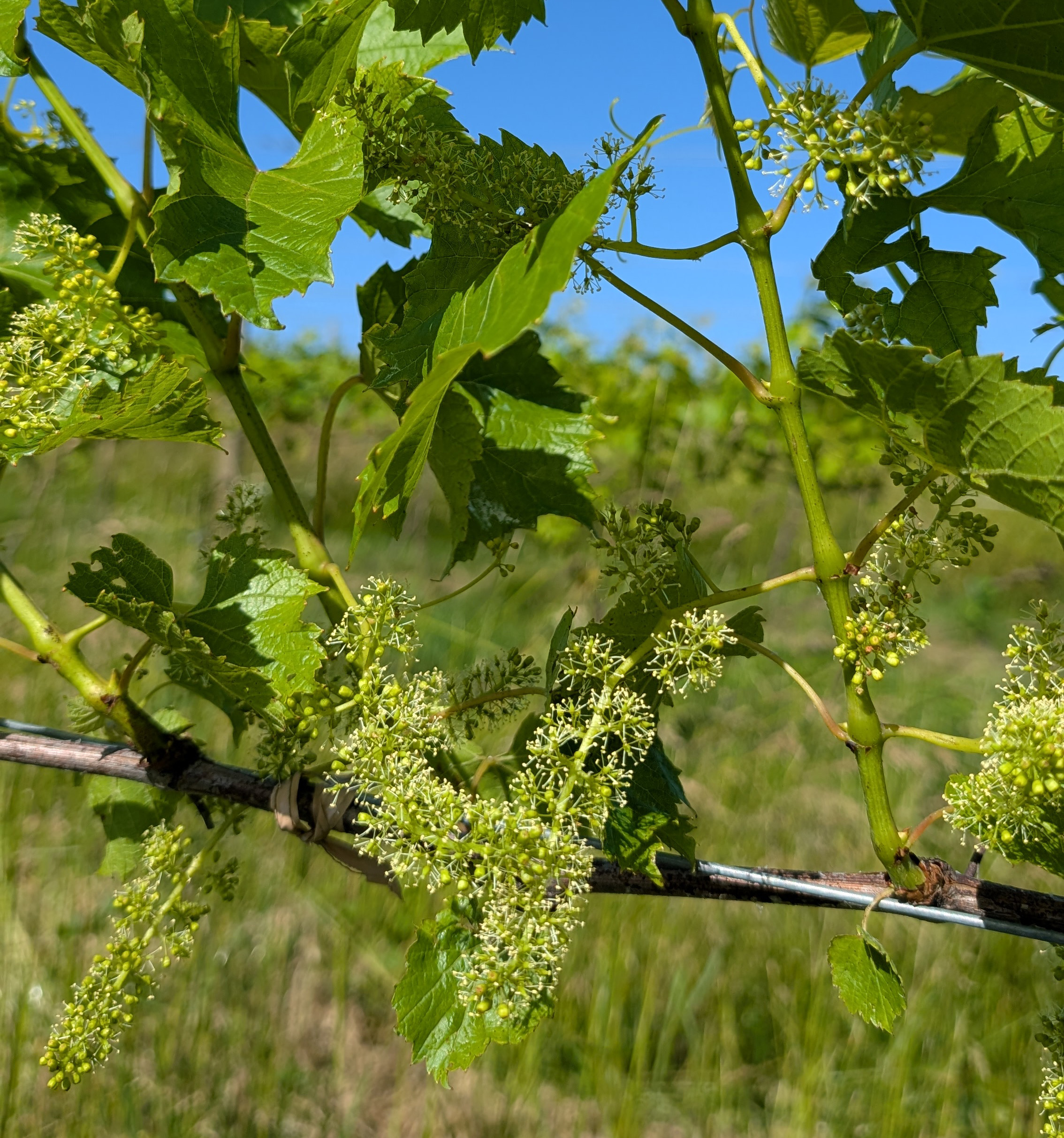Osceola Muscat vines in bloom.